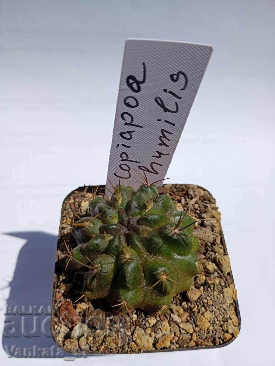 Cactus - Copiapoa humilis 5.5 pot N 2