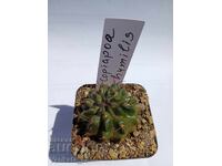 Cactus - Copiapoa humilis 5.5 pot N 2