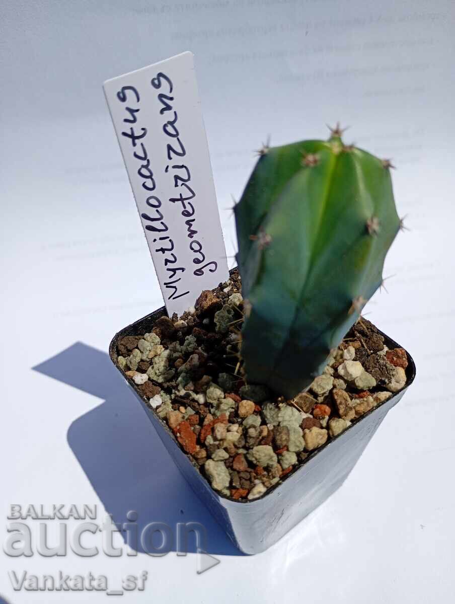 Myrtillocactus geometrizans 5.5cm €3,50 with price € 3.50 | 6.85 BGN