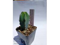 Myrtillocactus geometrizans 5.5cm €3,50