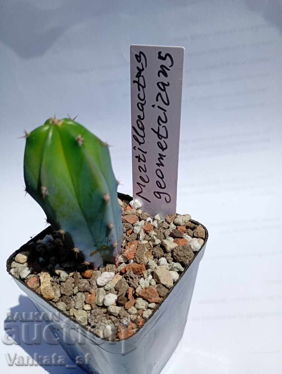 Myrtillocactus geometrizans 5.5cm €3,00 с цена € 3.00 | 5.87 лв.