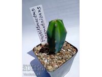 Myrtillocactus geometrizans 5.5cm €3.00