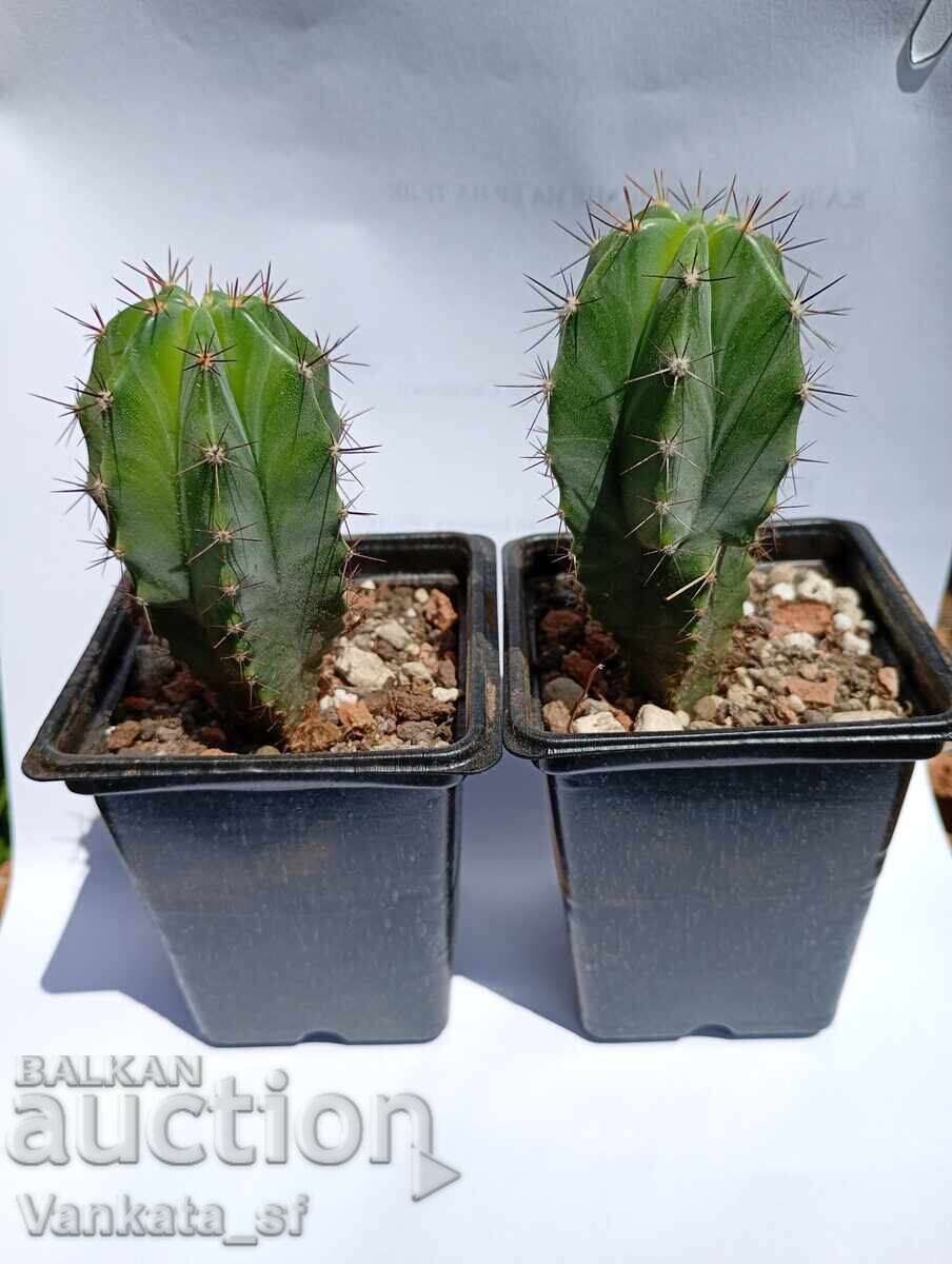 Myrtillocactus - ghiveci 7 cm / 4 euro 1 bucată