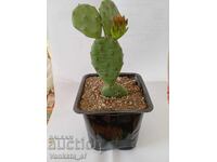 Opuntia engelmannii cactus - 8 cm pot