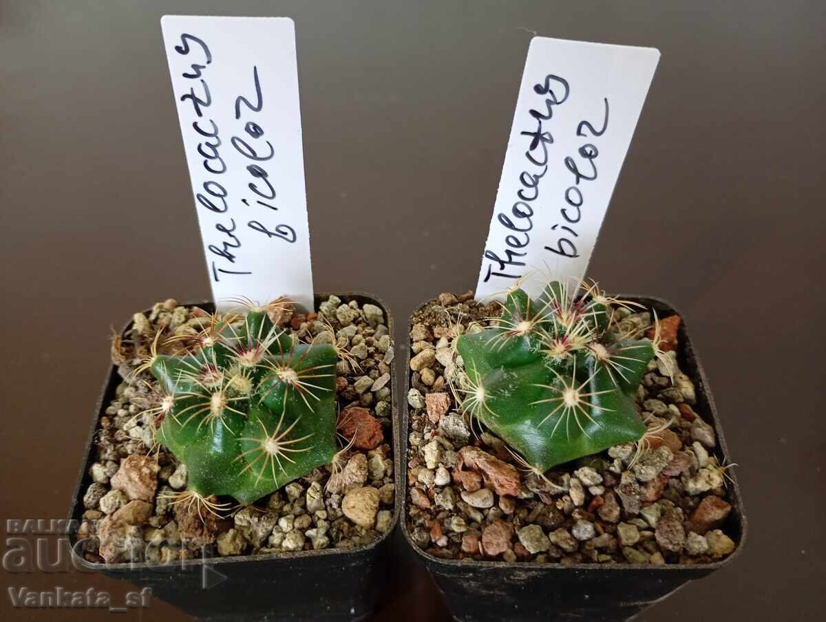 Кактус Thelocactus bicolor - 5.5см саксия /5.80 Евро 1 брой.