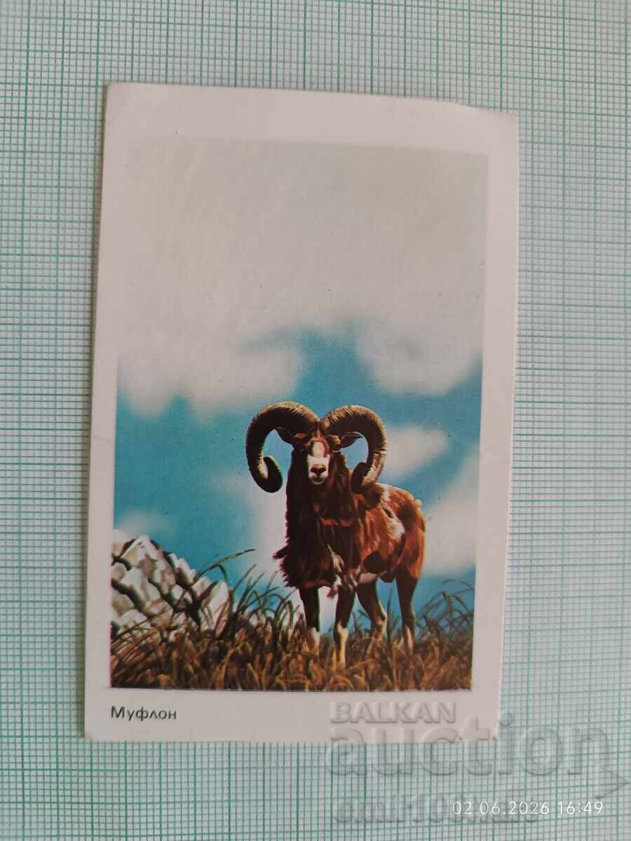 Calendar Muflon 1984
