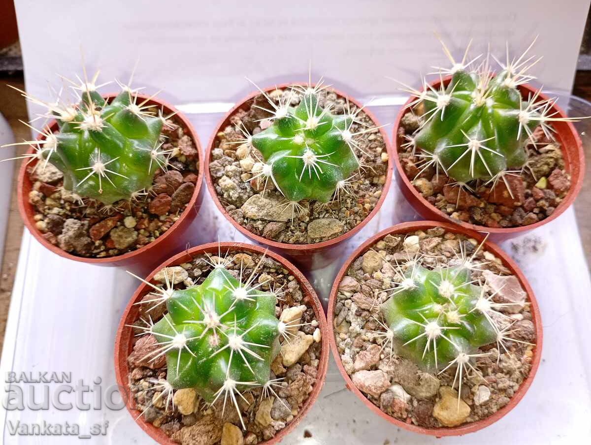 Thelocactus setispinus cactus in 5 cm pot - 2.80 per 1 piece