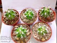 Thelocactus setispinus cactus in 5 cm pot - 2.80 per 1 piece