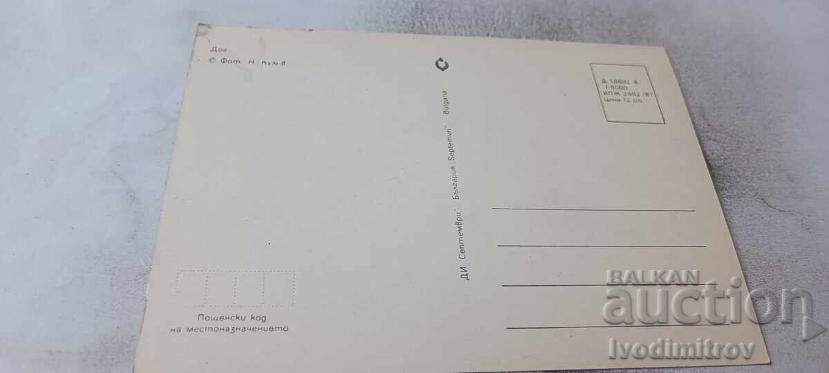 Postcard Dog 1981 with price € 0.43 | 0.84 BGN