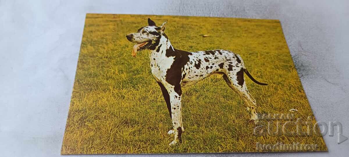 Postcard Dog 1981