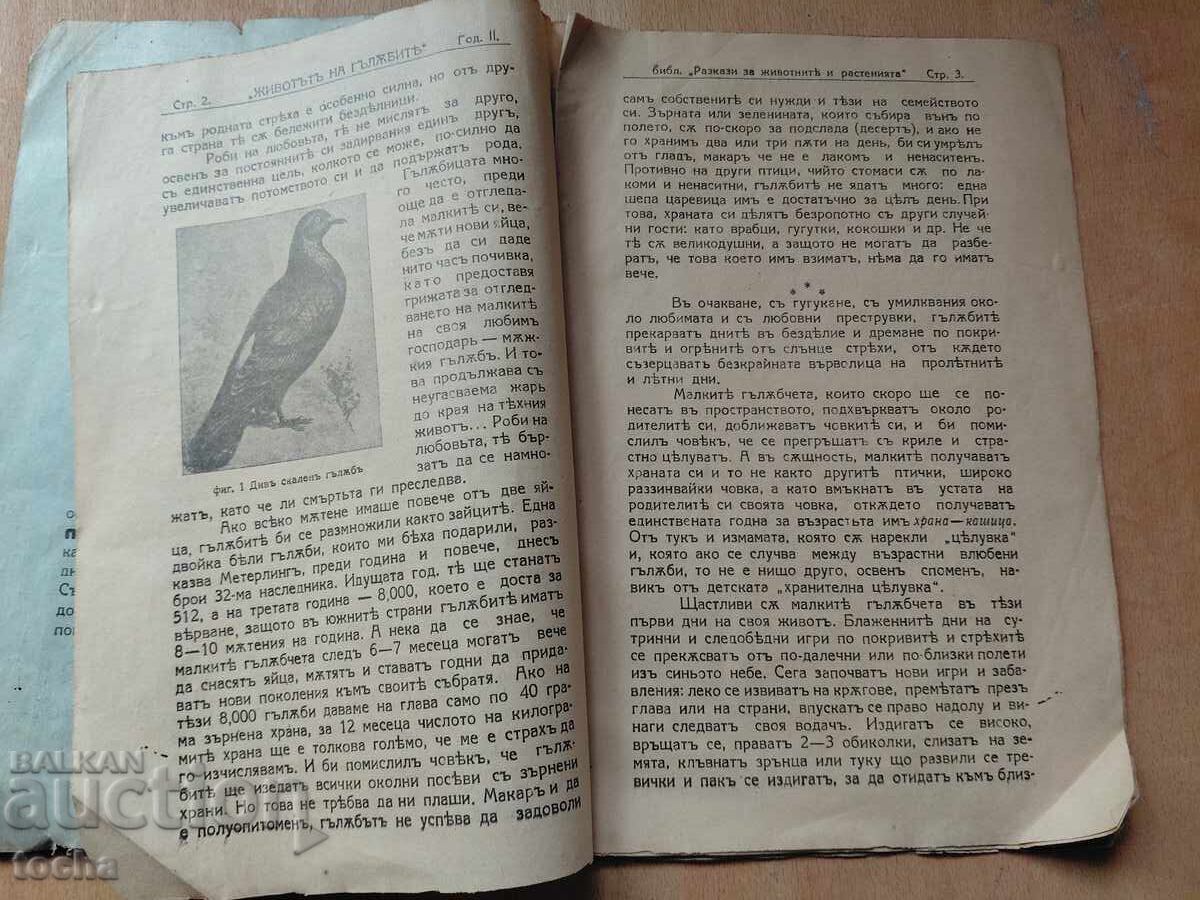Αγάπη, Η ζωή των περιστεριών, παρτίδα προ του 1945 - 5