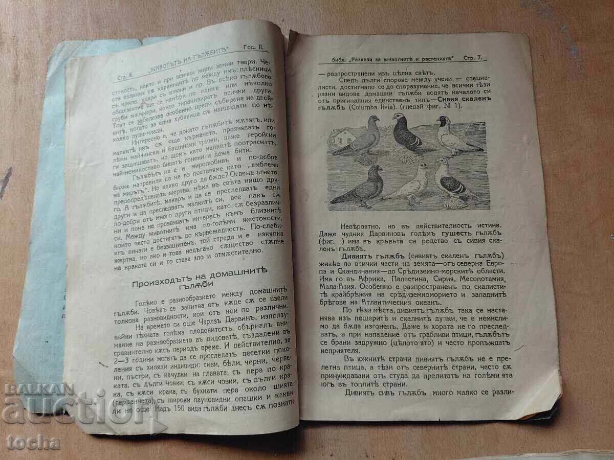 Αγάπη, Η ζωή των περιστεριών, παρτίδα προ του 1945 - 6
