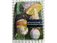 Wild-growing and cultivated mushrooms
