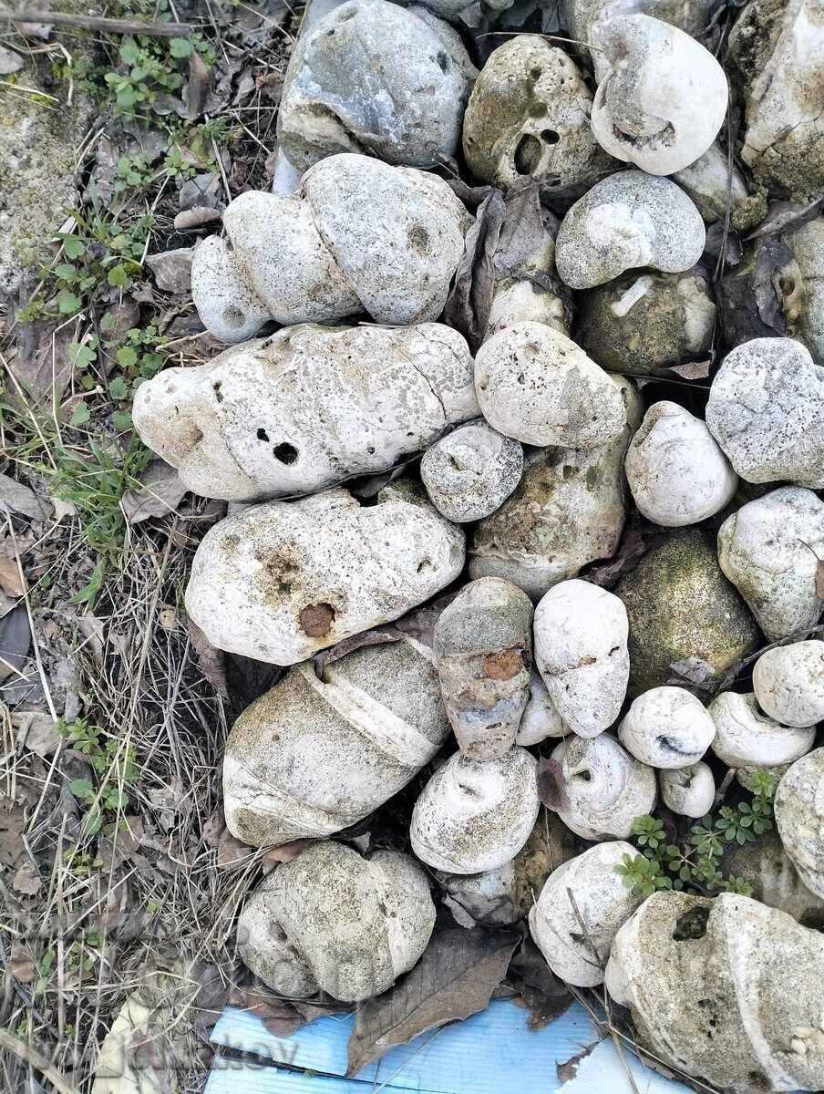 Απολιθώματα με τιμή € 30.00 | 58.68 BGN