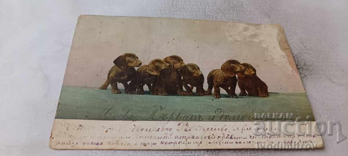 Carte poștală Șase cățeluși 1934