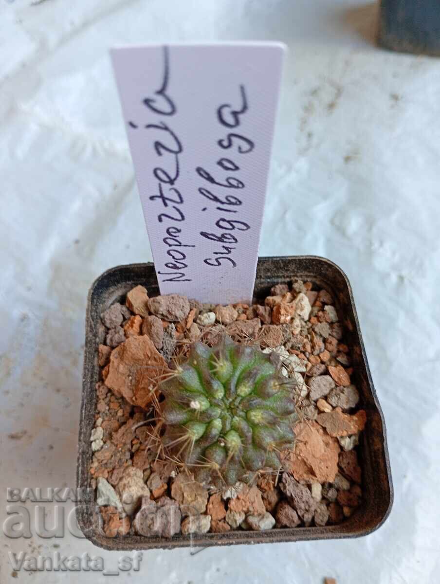 Κάκτος Neoporteria subgibbosa - γλάστρα 5,5 εκ