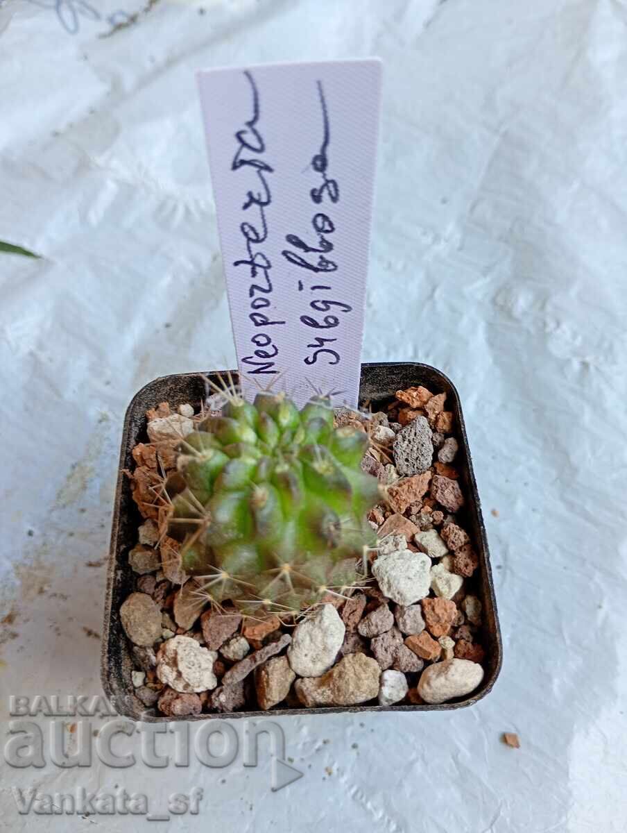 Cactus Neoporteria subgibbosa - ghiveci 5.5 cm N2