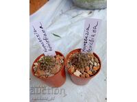 Cactus Neoporteria heinrichiana - ghiveci 5 cm 3.80 euro/bucată