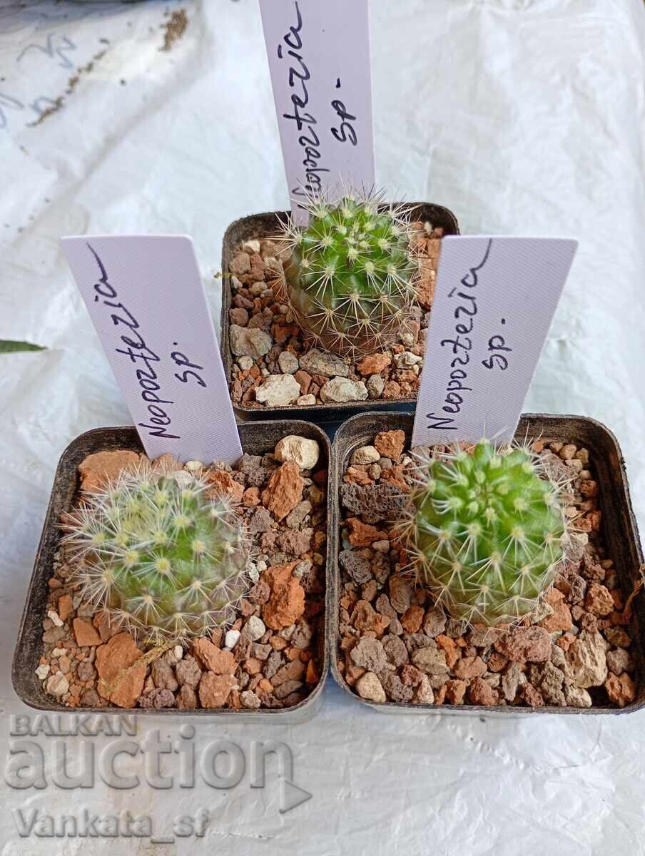 Κάκτος Neoporteria sp. - γλάστρα 5.5, 3.80 ευρώ /1 τεμ
