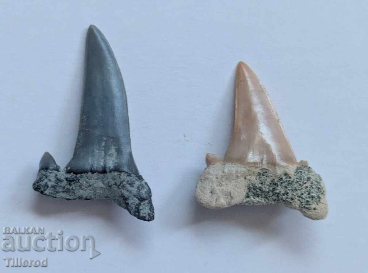 Doi dinți fosili de rechin (paleontologie) - De la 1 cent cu preț € 4.60 | 9.00 BGN Doi dinți fosili de rechin (paleontologie) - De la 1 cent cu preț € 4.60 | 9.00 BGN