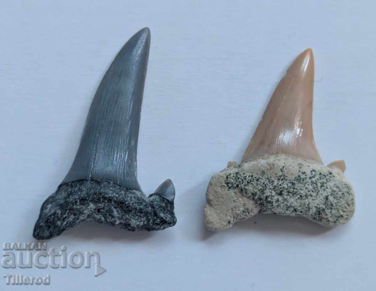 Doi dinți fosili de rechin (paleontologie) - De la 1 cent Doi dinți fosili de rechin (paleontologie) - De la 1 cent