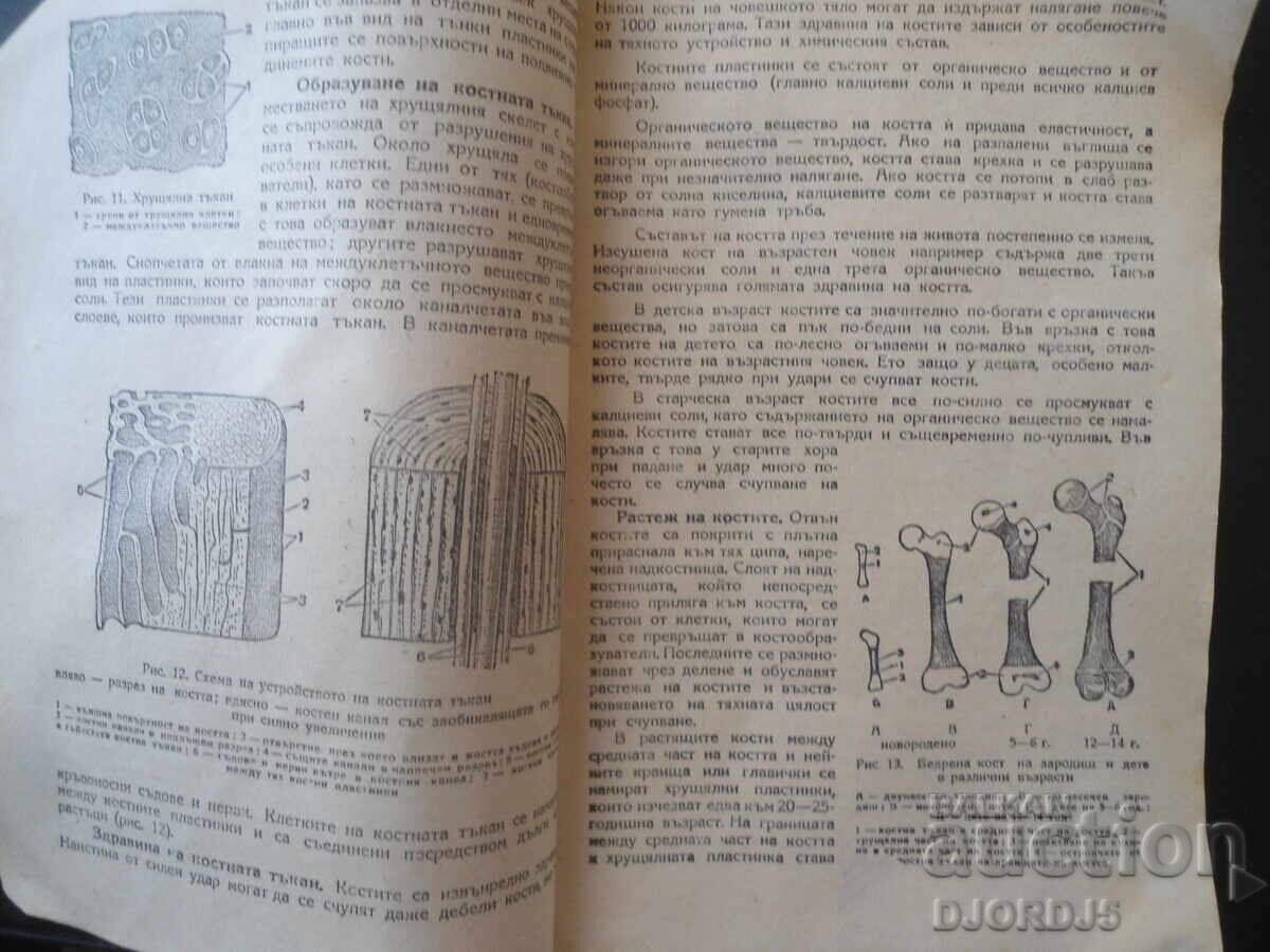 ANATOMIE ȘI FIZIOLOGIE pentru clasa a VIII-a cu preț € 5.00 | 9.78 BGN