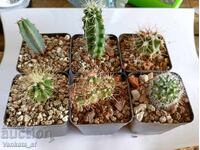 Cacti - 6 different ones in 5.5 cm pots for 15 euros total