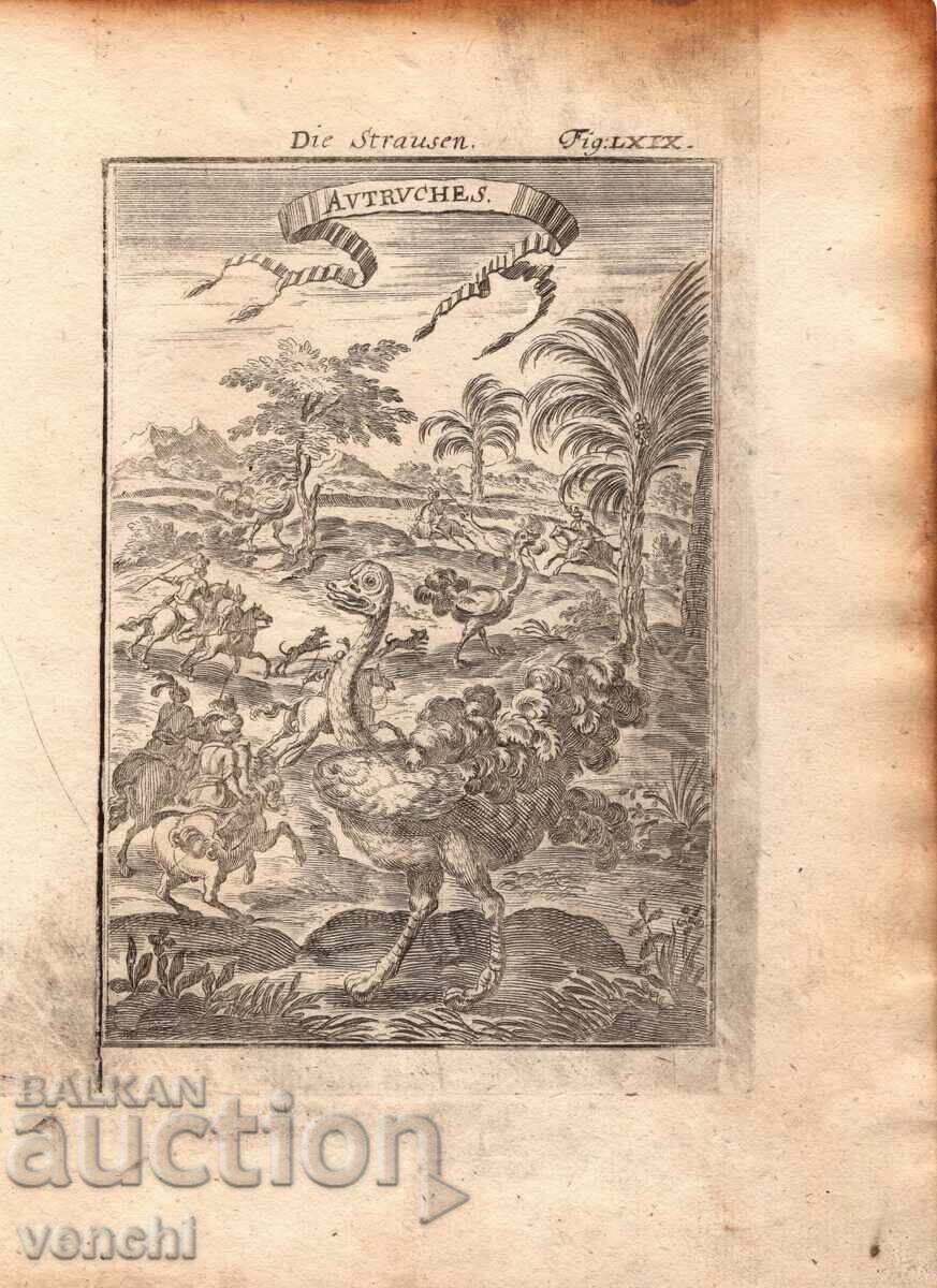 1719 - GRAVURĂ MALLET - STRUȚI - original