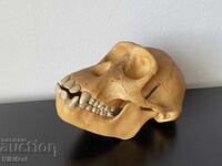 Chimpanzee Skull Educational Model