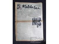 1937 RASĂ SĂNĂTOASĂ