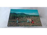 Postcard CUBA Sugar Cane Cutting