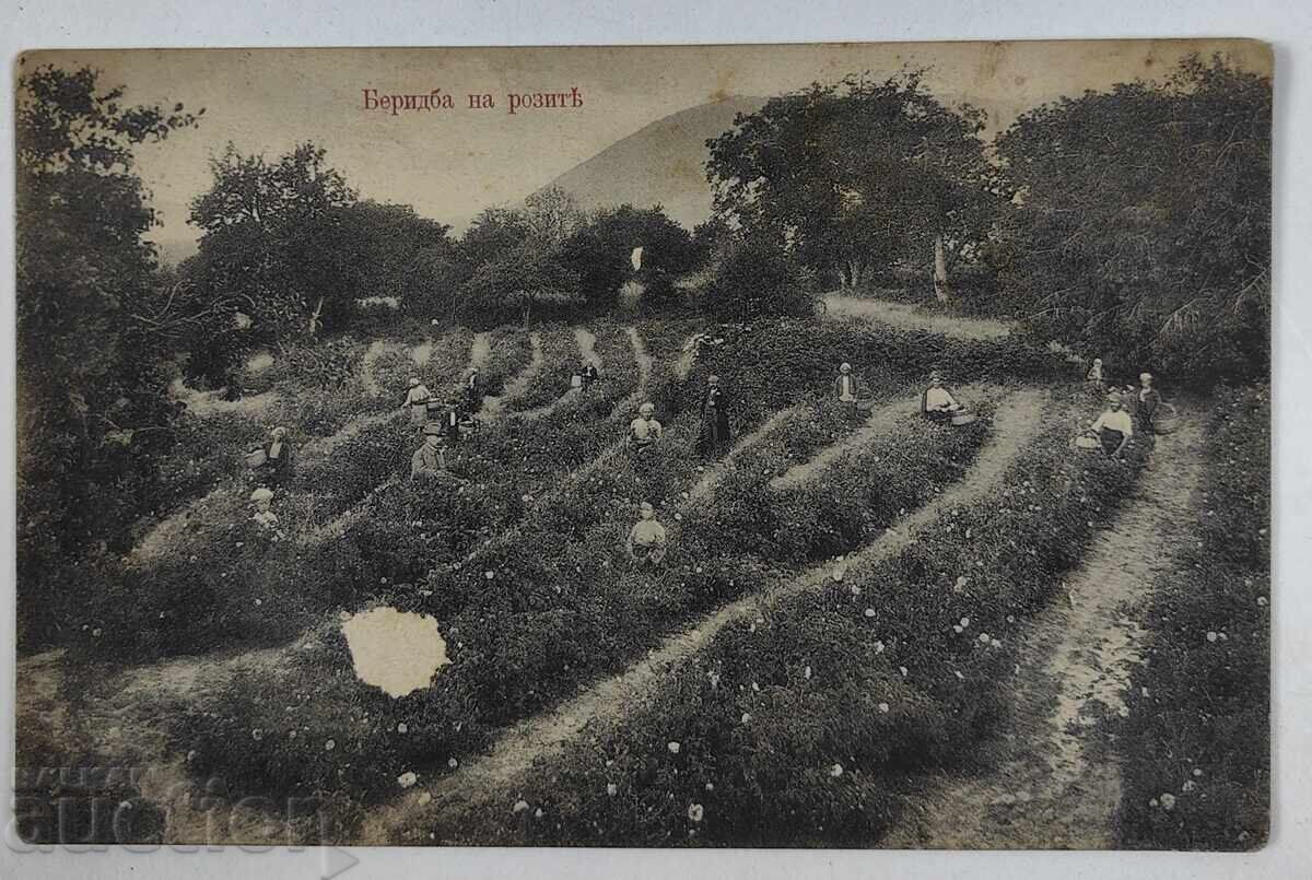 BUY A ROSE ROSEBERRY OLD POSTCARD PC