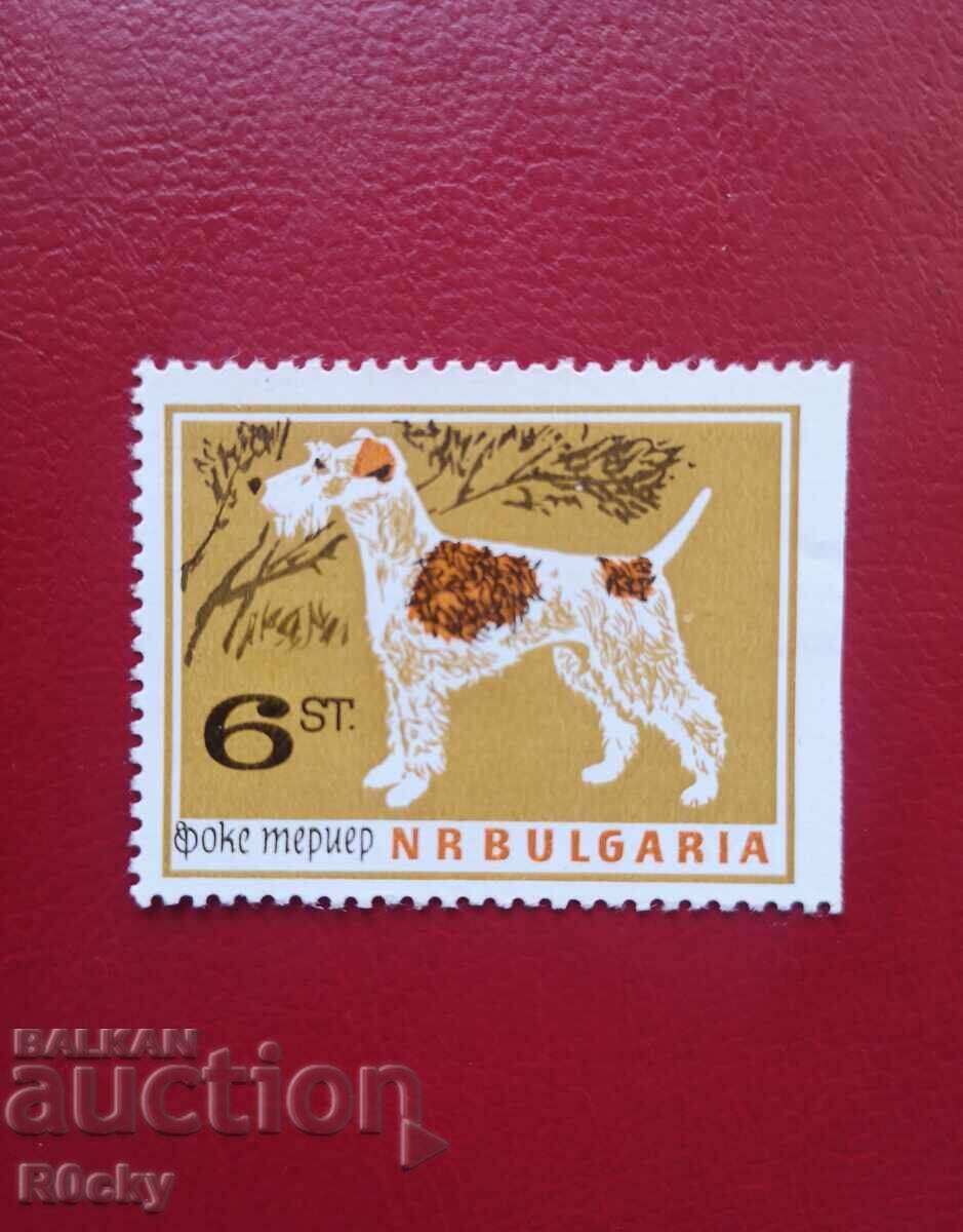 1964 Fox Terrier, fără dinți