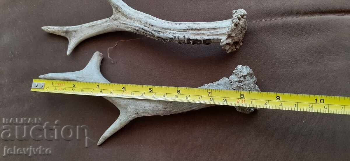 Antler lot with price € 3.00 | 5.87 BGN