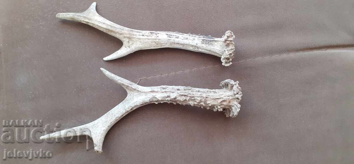 Auction  Antler lot