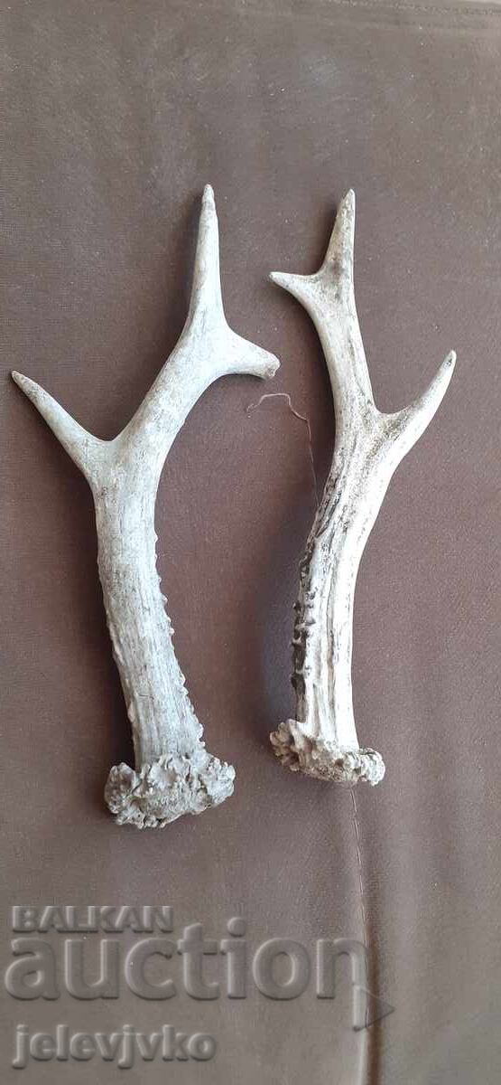 Antler lot