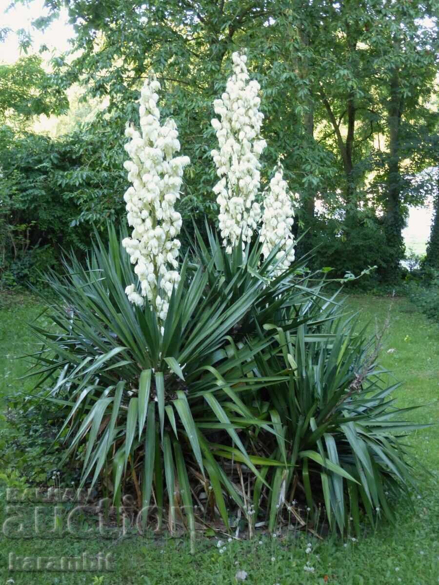 Yucca Gloriosa cu preț € 0.01 | 0.02 BGN