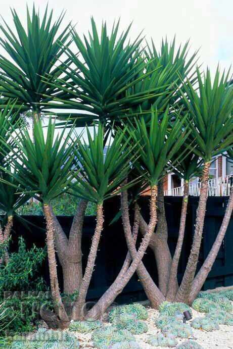 Yucca Gloriosa - 5