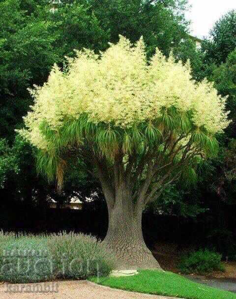 Yucca Gloriosa - 6