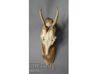 Old hunting trophy - roe deer skull with antlers