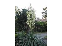 Γιούκα Γκλοριόζα (Yucca Gloriosa)