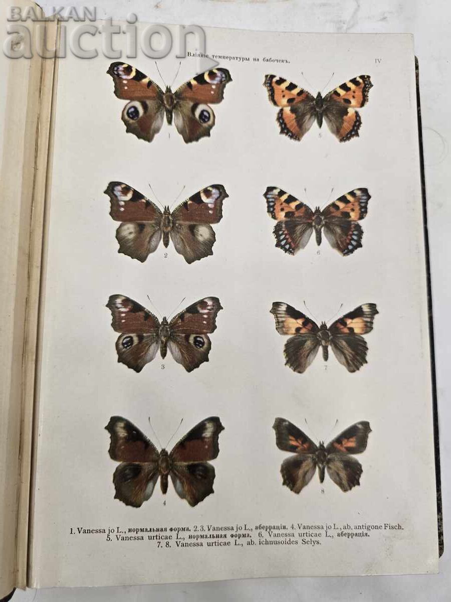 Auction  "Atlas of Butterflies and Caterpillars of Europe" K. Lampert, 1911