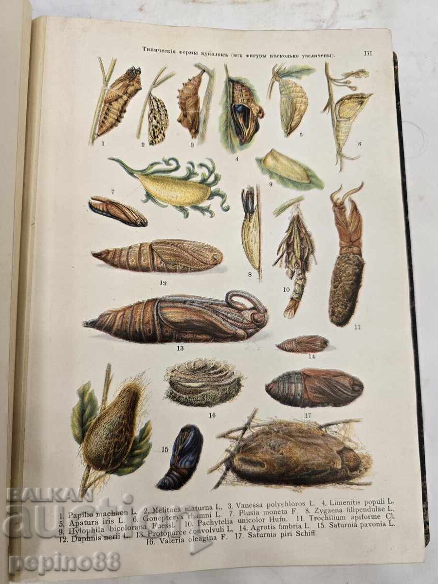 Delivery of "Atlas of Butterflies and Caterpillars of Europe" K. Lampert, 1911