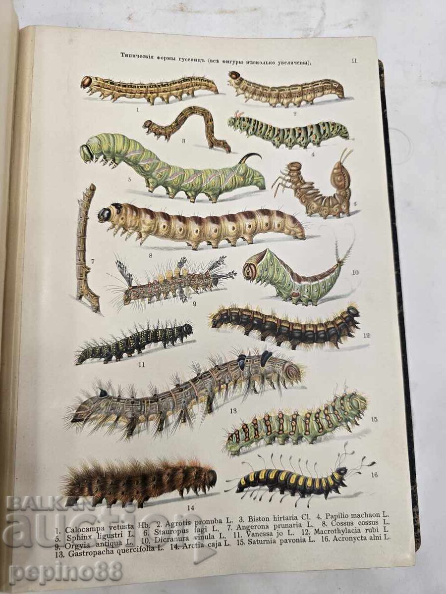 "Atlas of Butterflies and Caterpillars of Europe" K. Lampert, 1911 - 5