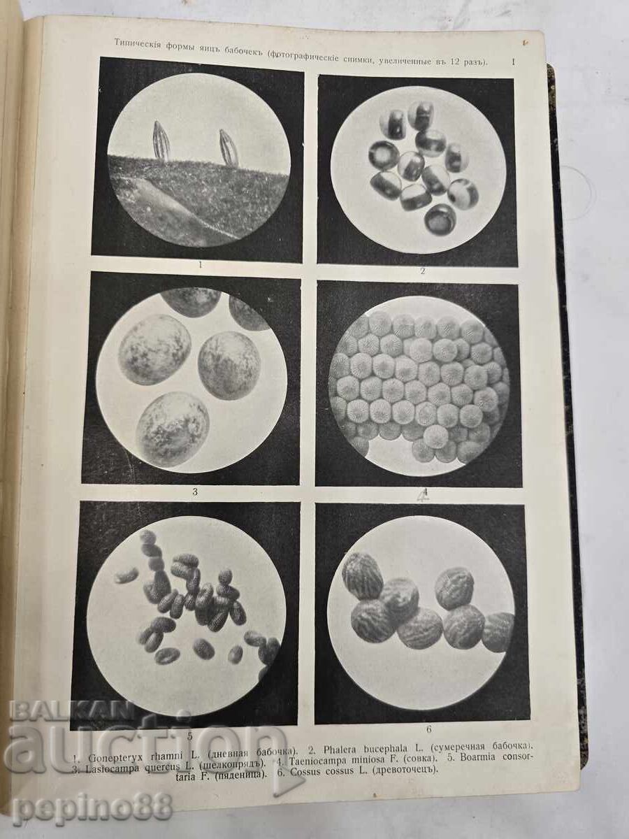 "Atlas of Butterflies and Caterpillars of Europe" K. Lampert, 1911 - 6