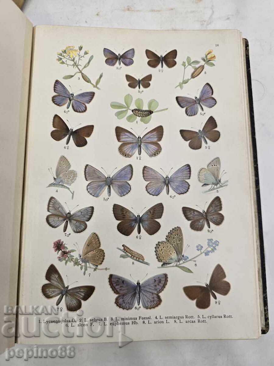"Atlas of Butterflies and Caterpillars of Europe" K. Lampert, 1911 - 7