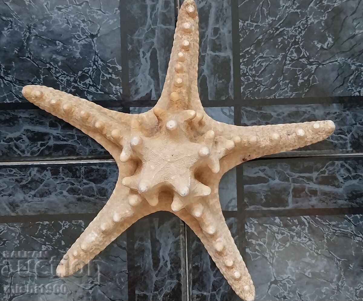 Морска звезда сувенир