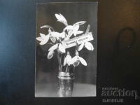Old Bulgarian greeting card