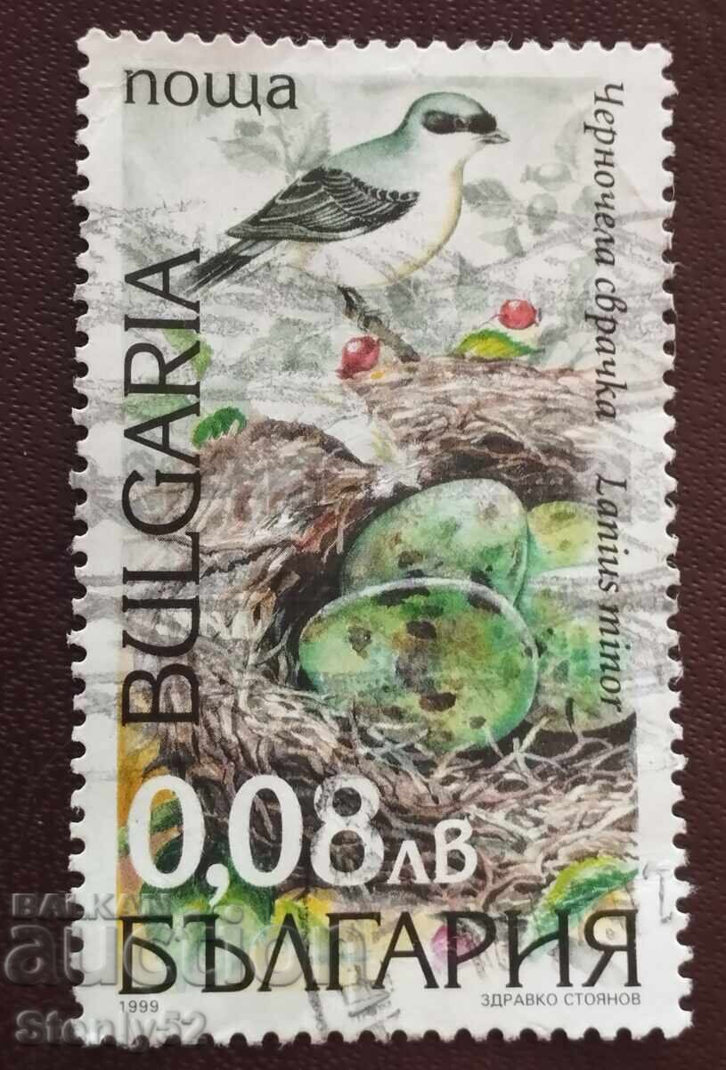 Timbru poștal RB "Sfrâncioc cu frunte neagră". Nou UNC