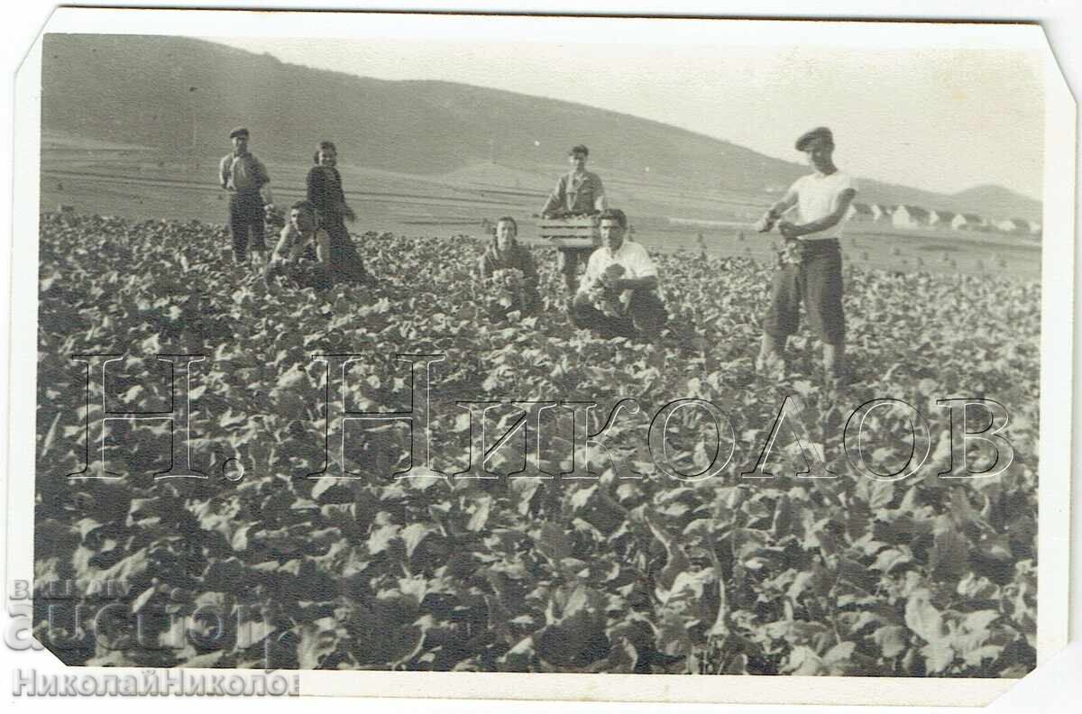PALEA FOTOGRAFIYA NA BŬLGARSKI ZELENCHUKOPROIZVODITELI V CHUZHBINA ZH908